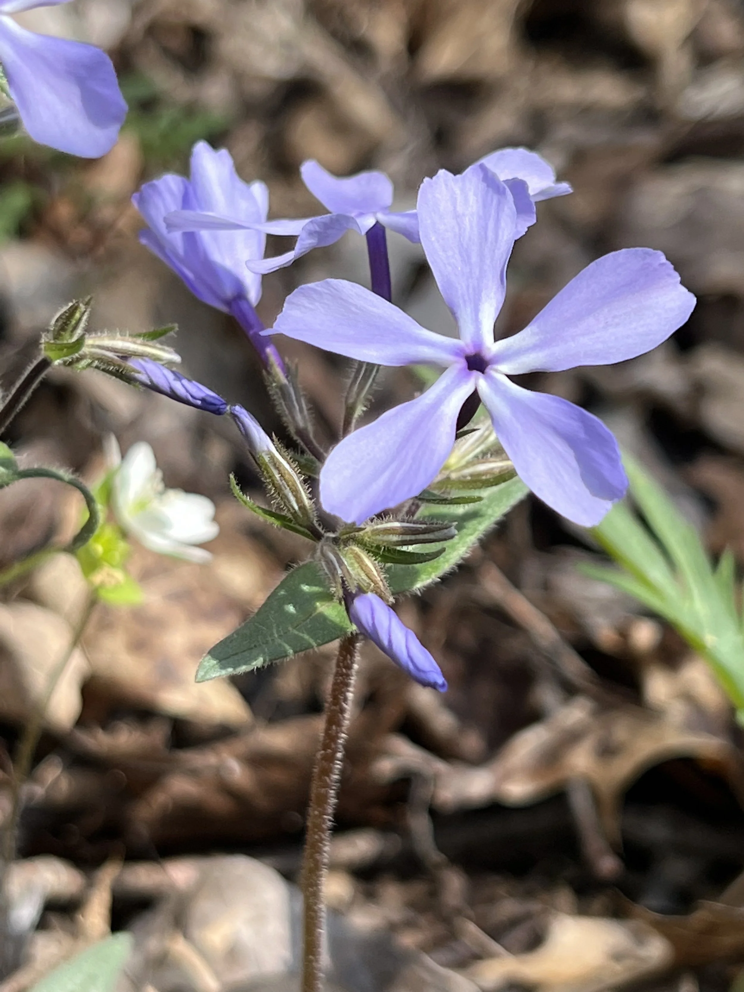 Wood Phlox (Phlox divaricata) — Wild Ginger Woodlands